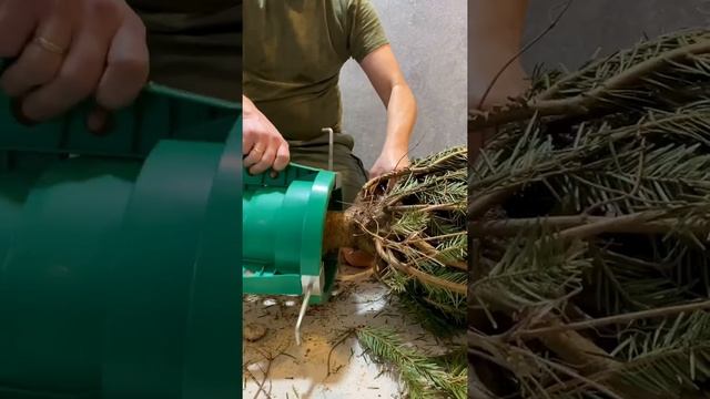 Распаковка - Новогодняя Пихта нордмана #shorts