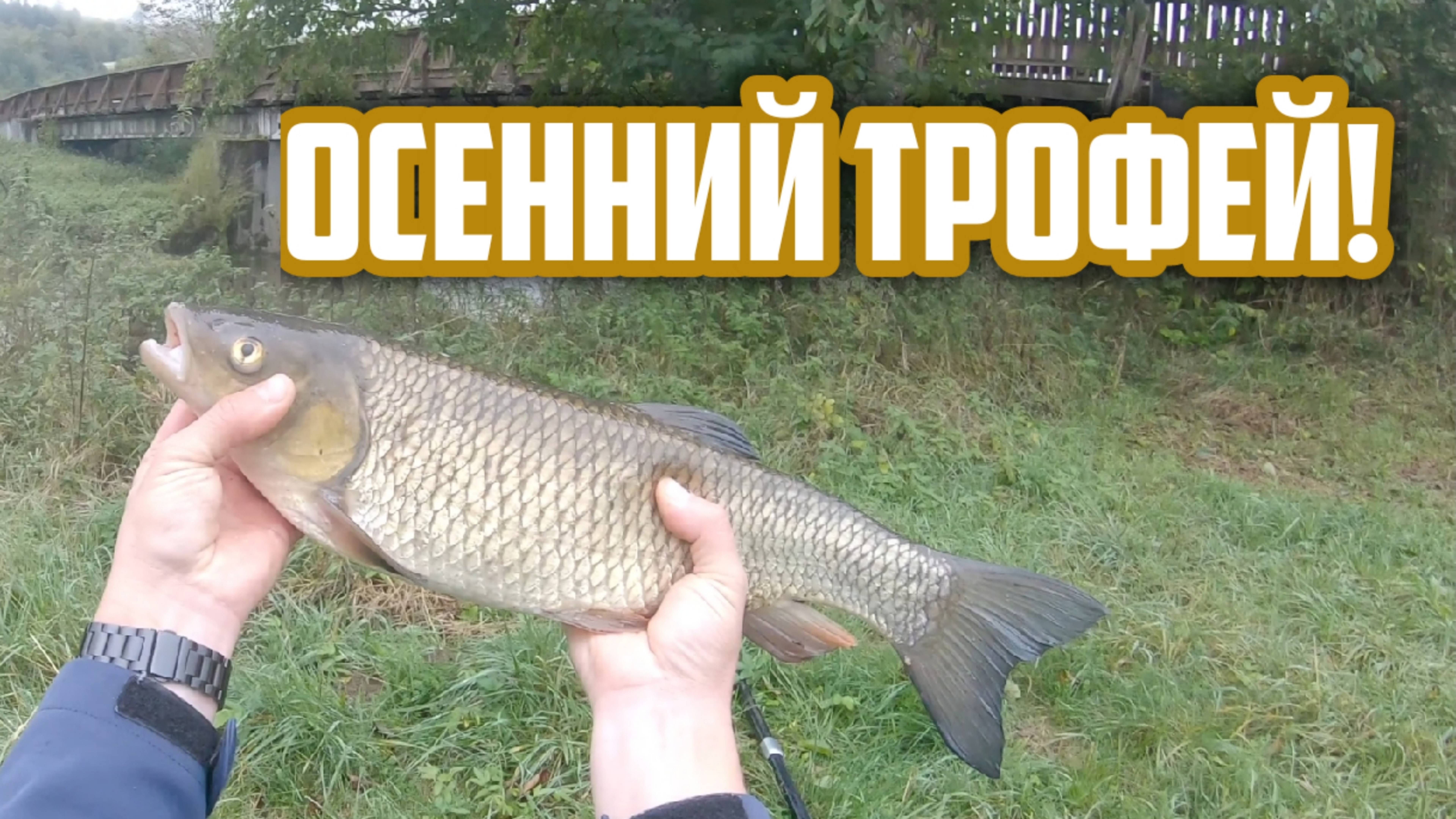 Как и где поймать Голавля и на что? Ловля Голавля осенью на спиннинг!