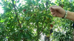 урожай гранат 24 год