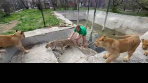 УЖАС! Львица Миранда прыгнула в бассейн с водой и Олег Зубков кинулся ее СПАСАТЬ!