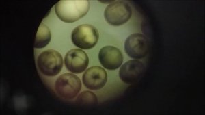 Веслонос (Polyodon spathula). Получение икры веслоноса и ее инкубация