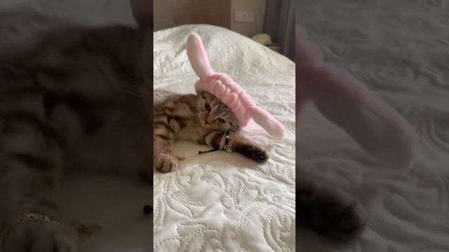 Симка потратила все деньги #catlover #cat #кошка #пушистики #приколы #meow #kitten #cute #деньги