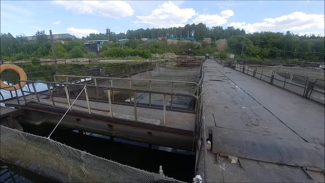 Выращивание африканского сома в садках под дабстеп. Как выращивают мраморного сома. смотреть онлайн