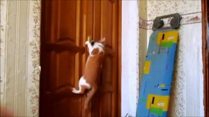 "Кошкооткрывалка" (кошка, самостоятельно открывающая двери)