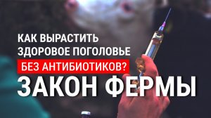 Антибиотики в животноводстве: польза или вред? | Альтернативы антибиотикам | Закон фермы