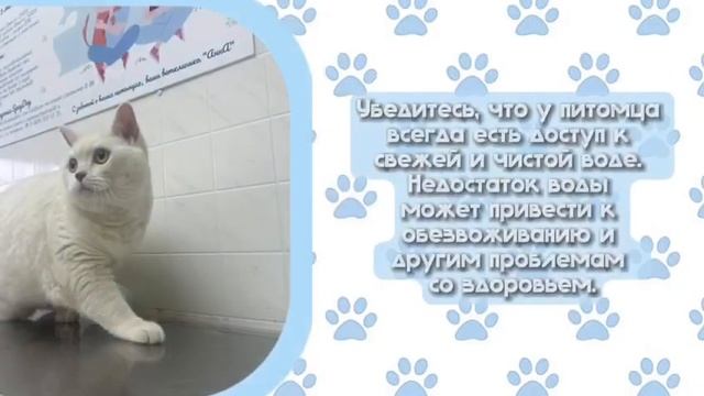Советы по обеспечению правильного питания для пожилых собак и кошек🦮🐈
