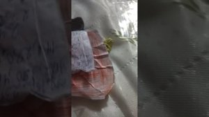 Таба лапки🇷🇺🐾🐾🐾