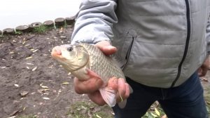 Рыбалка на Нижнем Царицинском пруду.