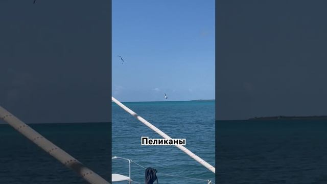 Как пеликаны ловят рыбу #yachting #fishing #путешествия #куба #море