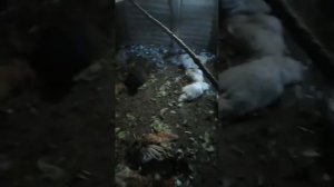 Камышовый кот передавил куриц.