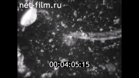 Плавающий рыбзавод для разведения осетра на Волге.1982 год.