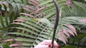 Антуриум (Мужское счастье)