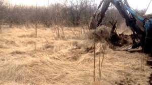 Корчевка петушком. Экскаватор на базе ЮМЗ