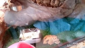 Как эублефар ест зофобасов и как поддерживать влажность в террариуме