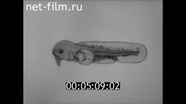 "К тайнам клетки". 1969 год смотреть онлайн