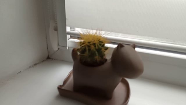 Кактус 🌵