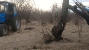Корчуем дерево тросом и трактором МТЗ