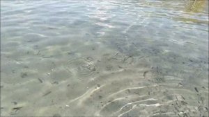 Зарыбление водоёма мальком судака