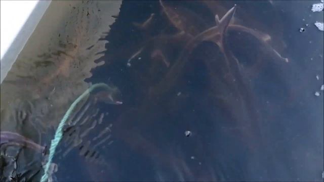 Круговорот стерляди на рыбхозах...или как организована транспортировка/приёмка стерляди смотреть онлайн