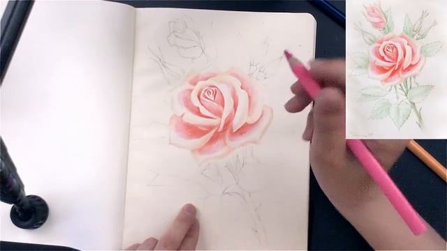 "Роза" как нарисовать  КАРАНДАШИ цветные акварельные смотреть онлайн