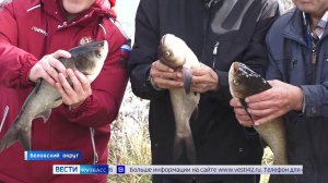 Почти семь сотен экземпляров толстолобика выпустили в реку Малый Бачат недалеко от села Беково