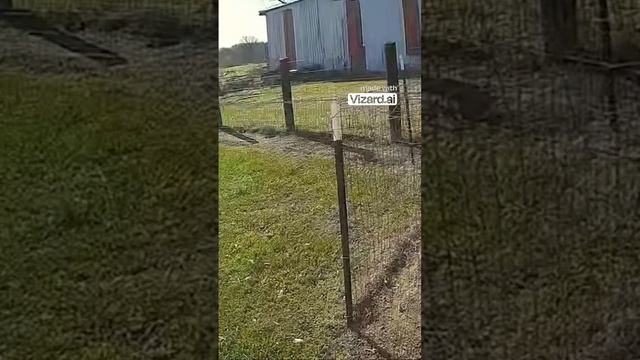 Петух против хищника: история защиты