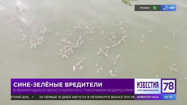 «Cине-зелёные вредители»: в Ленинградской области придумали, как бороться с токсичными водорослям
