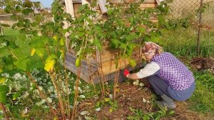 К зиме готовы  / Дачные дела  11 октября 2024г