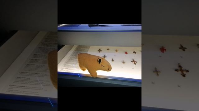 Перчик познакомился поближе с историей Великого Новгорода!