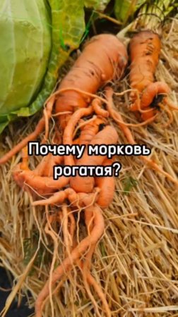 Почему морковь рогатая? Факты, о которых вы не знали.