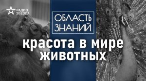 Почему за потомством следят некрасивые животные? Лекция зоолога Ильи Гомыранова