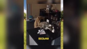 ВИРУСНЫЕ ВИДЕО / Подборка смешные моменты №3