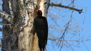 Большой черный дятел Желна долбит березу, Large black woodpecker pecks the birch