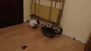 шиншиллы дерутся