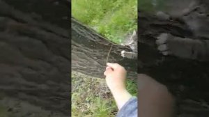 залез кот по деревьям