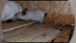 Вес месячных крольчат-Калифорнийцев. Через какое время,после окрола, крольчиха готова к самцу.