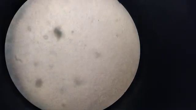 Белуга. Активность спермиев спустя 20 часов смотреть онлайн