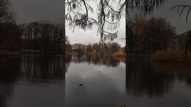 Таврический сад.Пруд