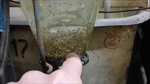 Выклев личинки осетровых, немного о нюансах выклева смотреть онлайн