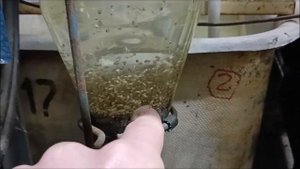 Выклев личинки осетровых, немного о нюансах выклева