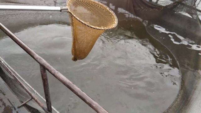 Рабочий день рыбовода. Сомы, карпы, окуни производители