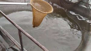 Рабочий день рыбовода. Сомы, карпы, окуни производители