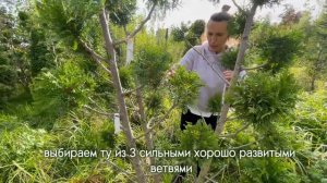 КАК МЫ ФОРМИРУЕМ ТОПИАРНЫЕ ИЗДЕЛИЯ/ ОБРЕЗКА ТУЙ \СТРИЖКА ТУЙ