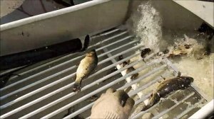 Карп: сортировка и зарыбление водоема. Сортировка "Маруся 2.0"