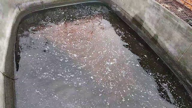 Сортировка карпа кои, солнышко в садках. Рефтинский рыбхоз смотреть онлайн