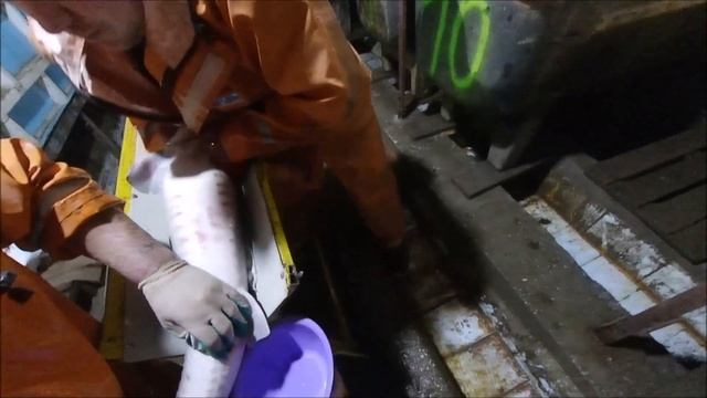 Инкубация осетра от А до Я глазами рыбовода. Получение малька осетра смотреть онлайн