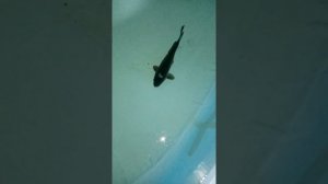 первый запуск карпа в узв