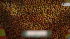 Оборудование для очистки облепихи XYXTG-YT500