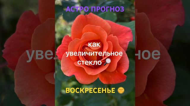 СИЛА СЕГОДНЯШНЕГО ДНЯ‼️ #гороскоп #гороскопнасегодня #гадание #таро #гаданиебесплатно #расклад