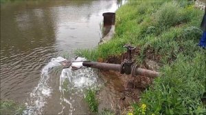 Как победить щитня в прудах? Щитни - вредители в прудах